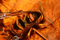ホンシュウキオビホオナガスズメバチ