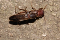 不明甲虫2